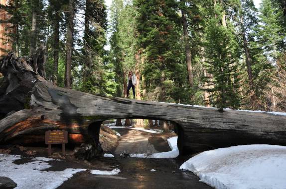 Estrada passa em tunel dentro de uma sequoia no Sequoia National Park, na Califórnia - EUA